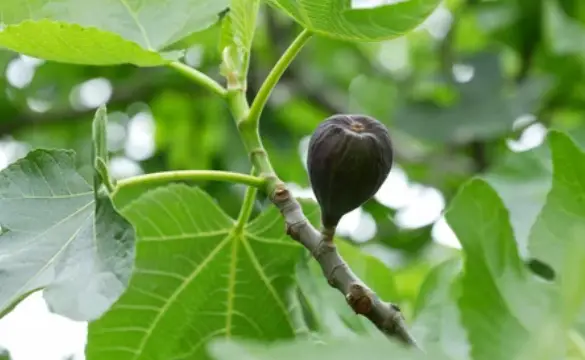 Fig Tree Flowering