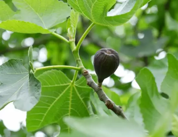 Fig Tree Flowering