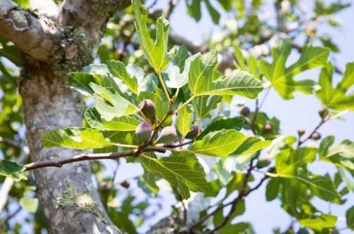 Fig Tree Flowering