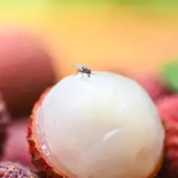 How To Keep Fruit Flies Away