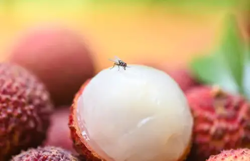 How To Keep Fruit Flies Away