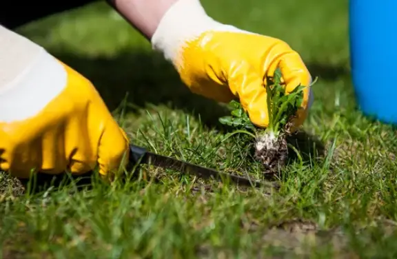 How to Keep Weeds Out of The Garden