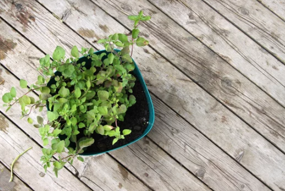 Growing Oregano in Pot