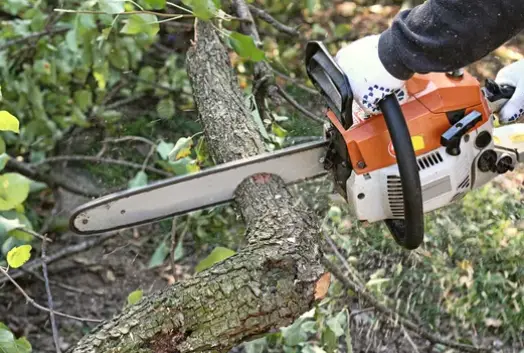 can cutting branches kill tree