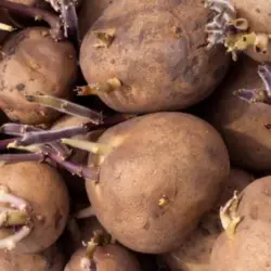 yukon gold potatoes seeds