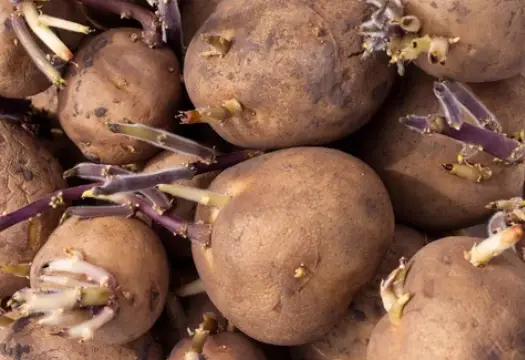 yukon gold potatoes seeds