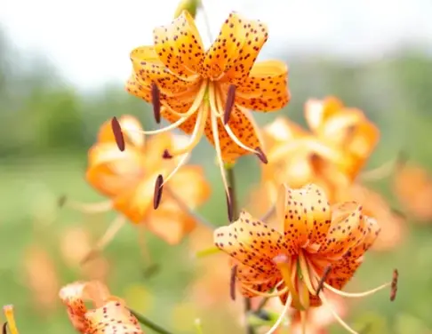 How To Grow Tiger Lily