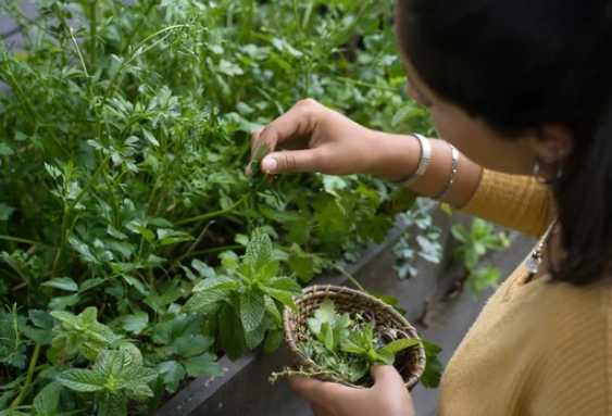 Growing Oregano in Pots