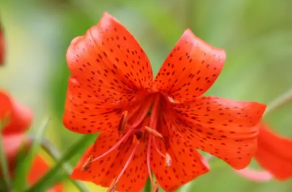 How To Grow Tiger Lily Into Your Home Garden