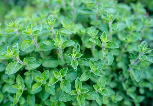 Growing Oregano in Pots