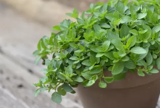 Growing Oregano in Pot
