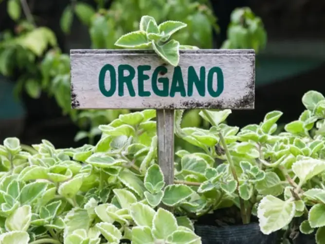Growing Oregano in Pots: Common Mistakes to Avoid