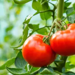 planting tomatoes temperature