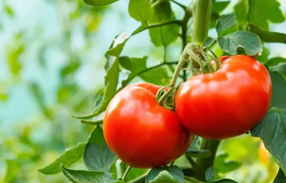 planting tomatoes temperature