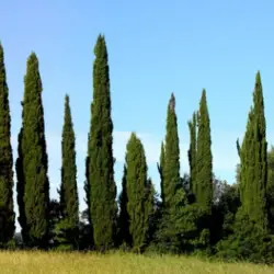 How Fast Do Cypress Trees Grow