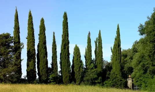 How Fast Do Cypress Trees Grow