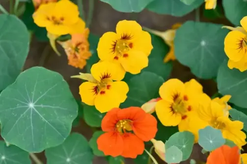 Nasturtium: How to Plant and Care for this Colorful Flower
