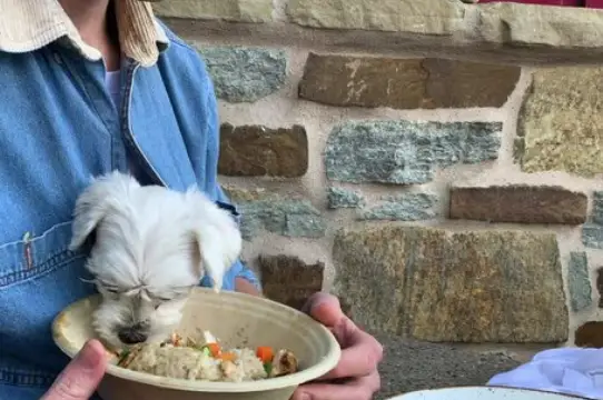 rice and chicken recipes for dogs