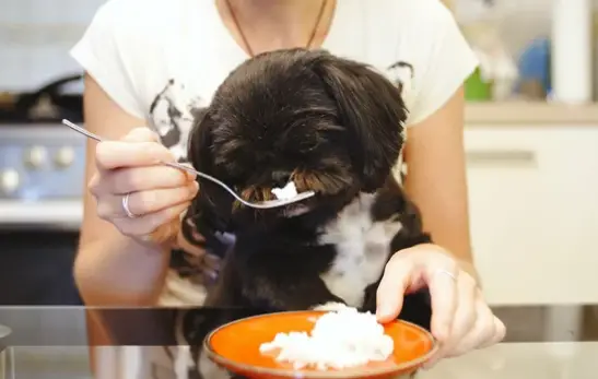 rice and chicken recipes for dogs