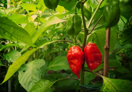 Bhut Jolokia Pepper