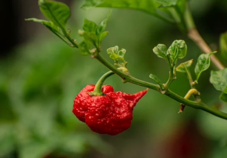 Carolina Reaper