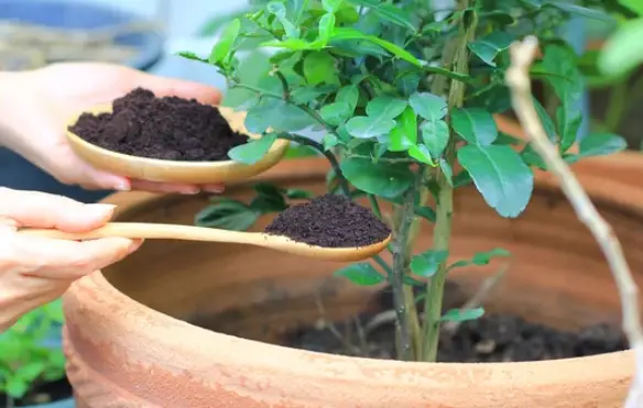 Does Coffee Grounds Help Plants