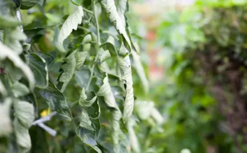 Curl Leaves on Tomato Plant