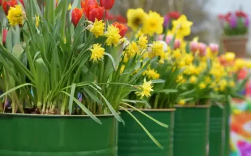 How to Plant Daffodils Bulb