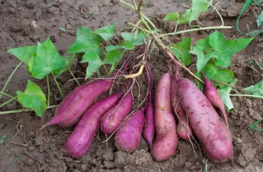 Does Sweet Potato Grow Underground