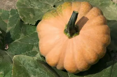 pumpkin hybrid seeds