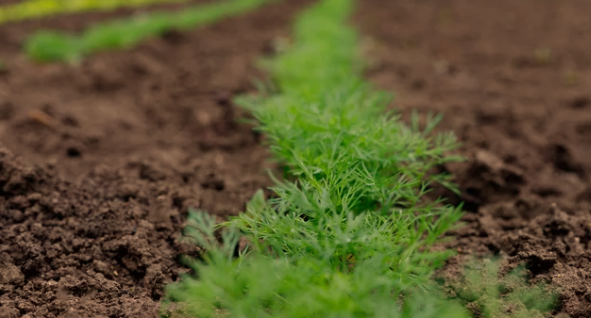 Does Dill Need Light to Germinate