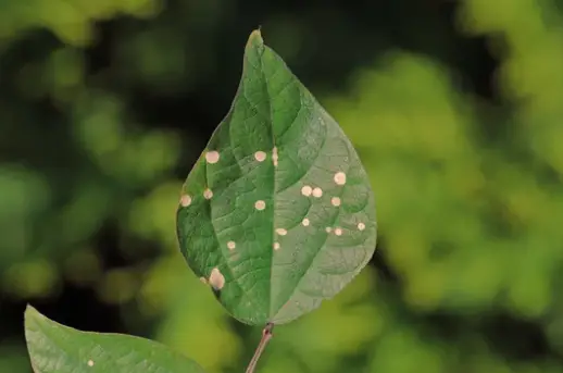 White Spots on Bean Leaves