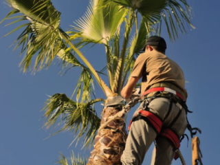 When to Prune Palm Trees