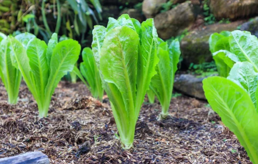 Growing Romaine Lettuce