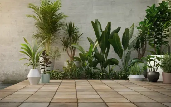 Tall Plants for Living Room