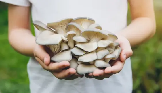 How Fast Do Oyster Mushrooms Grow
