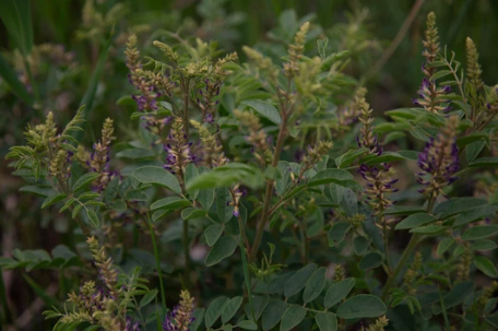 Licorice Root Growing Zones