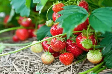 How to Start Strawberry Plants From Seed