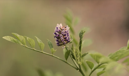 Licorice Root Growing Zones