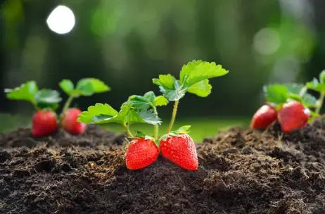How to Start Strawberry Plants From Seed