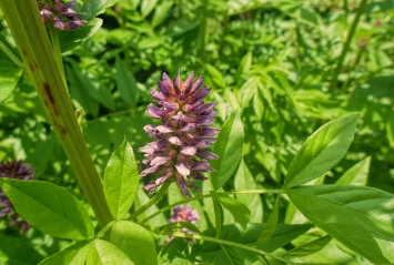 Licorice Root Growing Zones