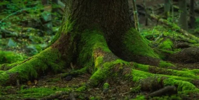Why Does Moss Grow on Trees in the South