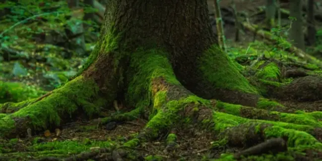 Why Does Moss Grow on Trees in the South?
