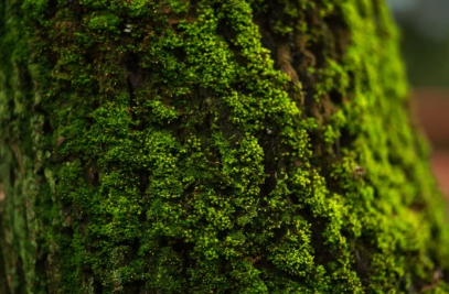 Moss Grow