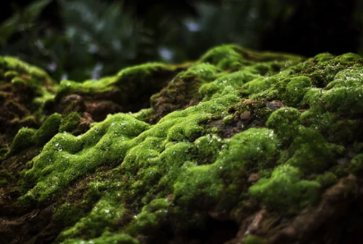 Why Does Moss Grow on Trees in the South