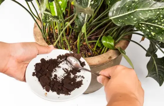 Does Coffee Grounds Help Plants