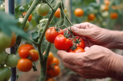  Where Do Tomatoes Grow Naturally