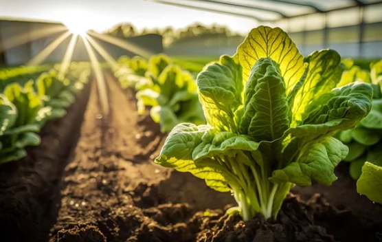 Growing Romaine Lettuce