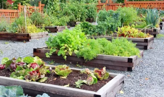 Gardening Boxes For Vegetables 