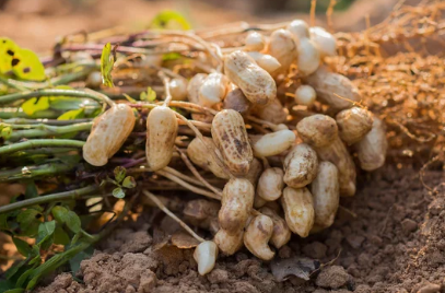 Where to Buy Peanuts for Planting